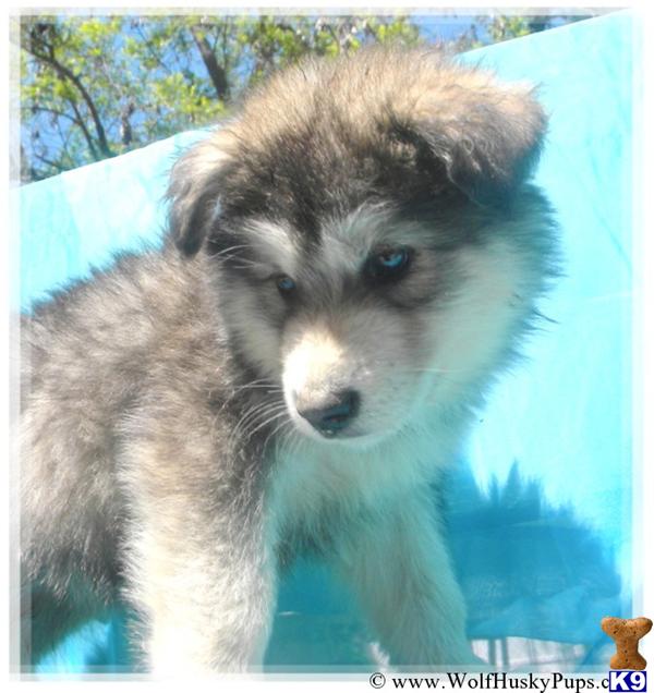 Puppies in NV